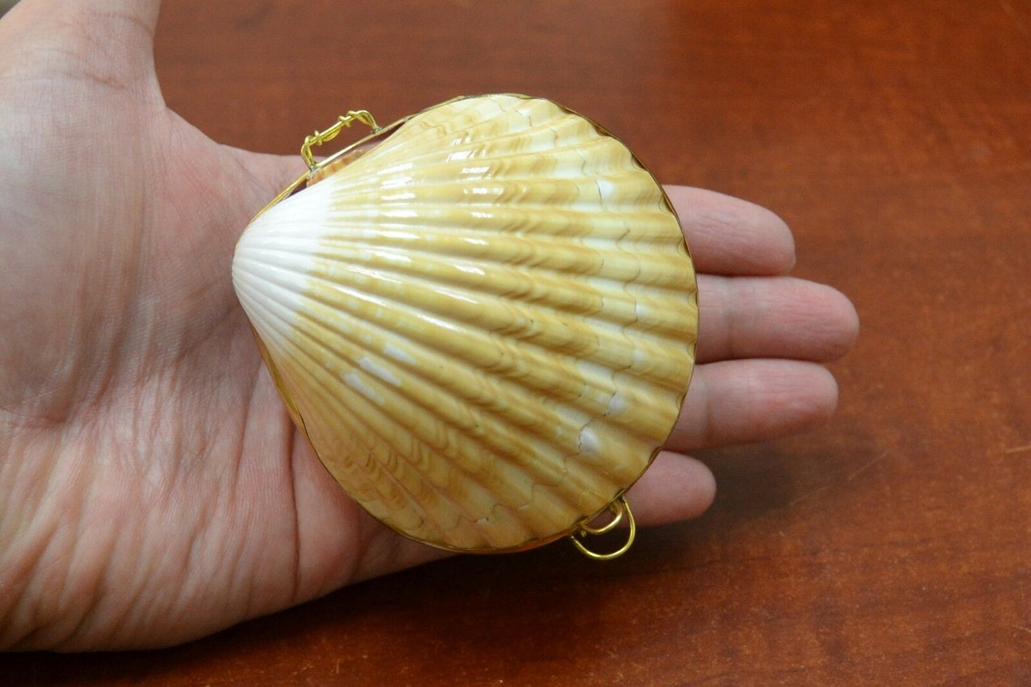 Yellow Cup Shell Trinket Box